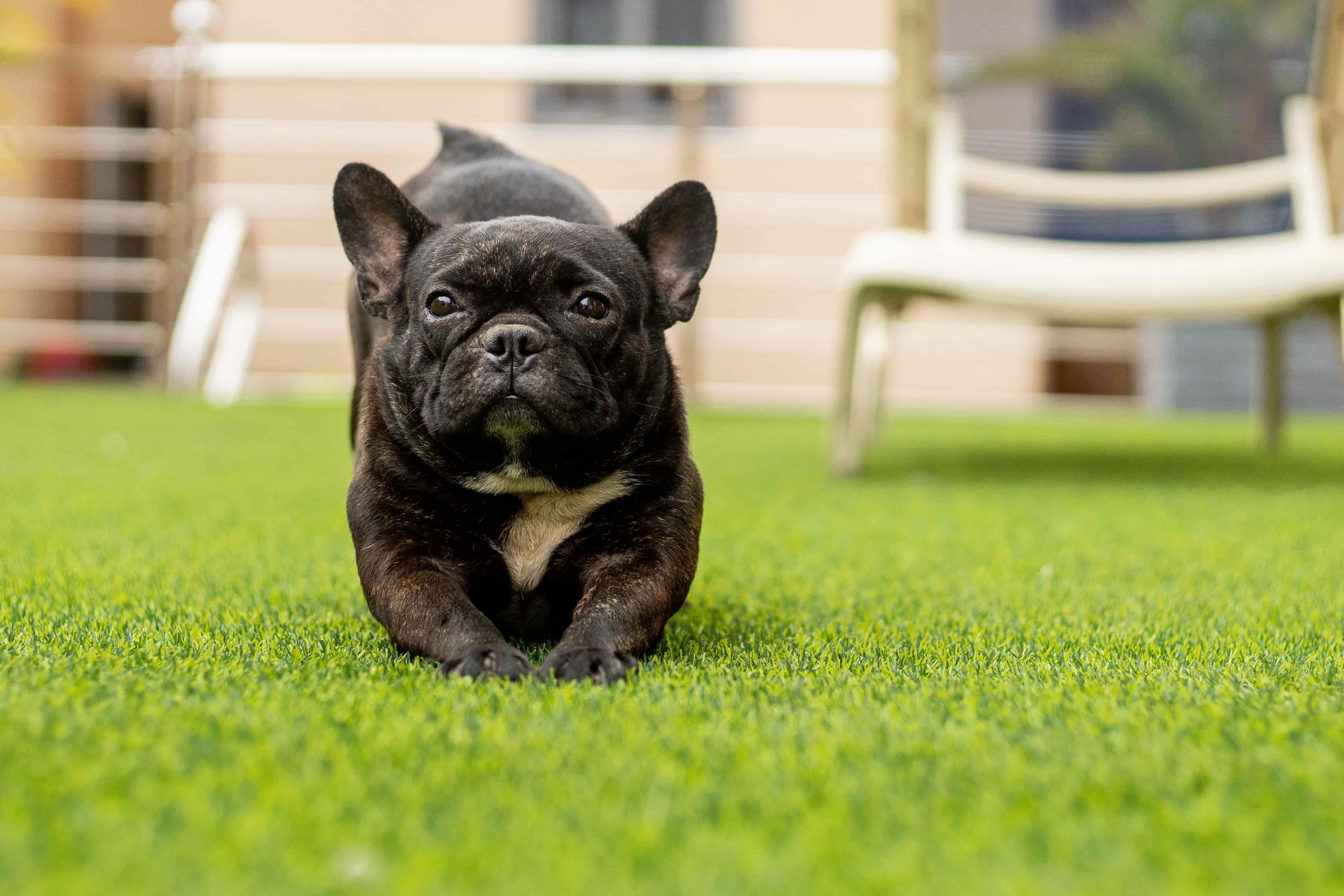 Artificial turf for dogs installation in Peoria AZ